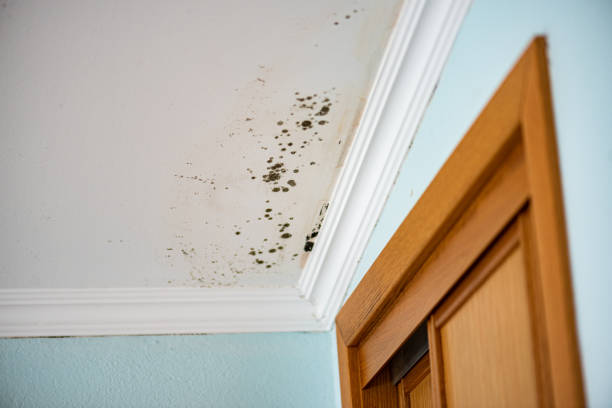 Professional Mold Removal in Plainfield, IN